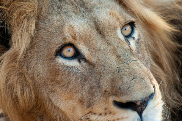 istock Male Lion in Africa 1278589381