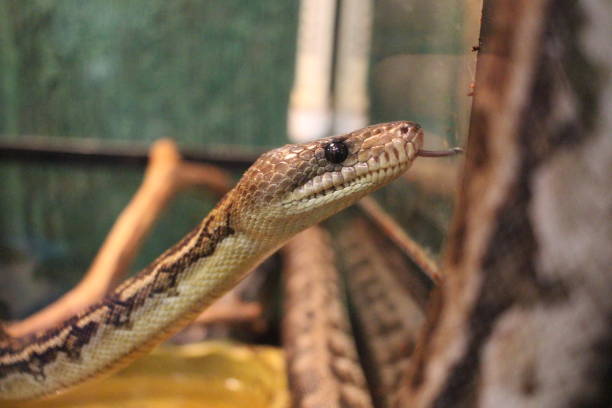 istock venomous snake in a terrarium Viper crawls reptile 1278590034