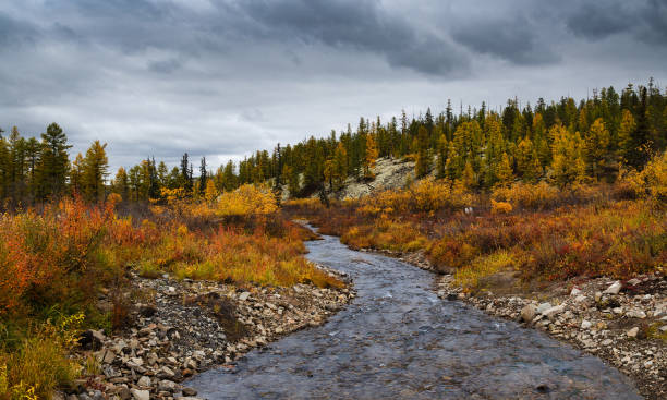 paisaje de otoño en yakutia, rusia. - república de sakha fotografías e imágenes de stock