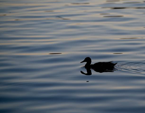 istock Figure of mallard duck 1278590781