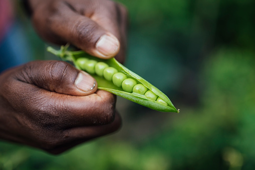 Pea pods in a man's hand. A farmer harvests legumes in the field. Green peas in pods on the palm of hand.