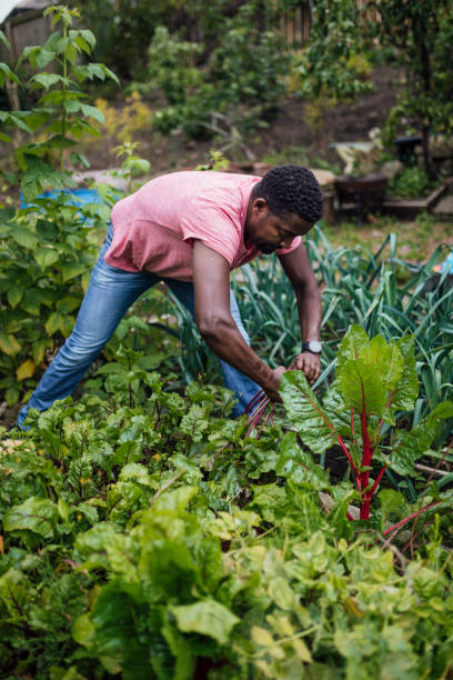 istock Harvesting Home Grown Vegetables 1278590965