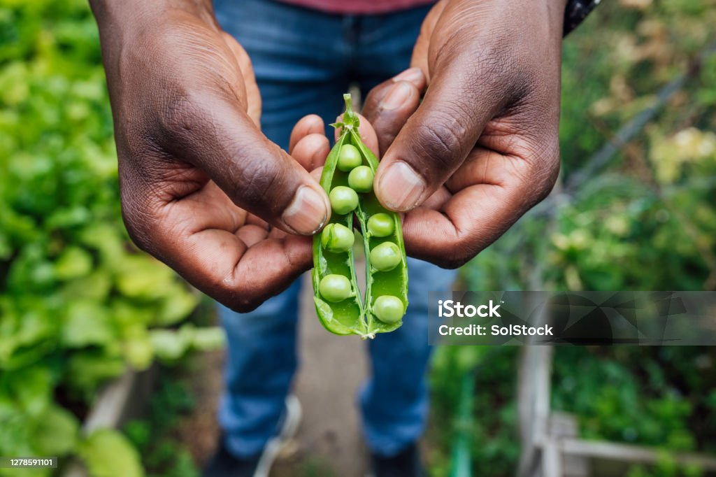 Organic Pea Pod Unrecognisable man holding an organic open pea pod which he's grown in his allotment. He is gardening during lockdown in the Covid 19 pandemic. Green Pea Stock Photo
