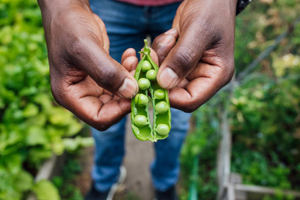 Organic Pea Pod Unrecognisable man holding an organic open pea pod which he's grown in his allotment. He is gardening during lockdown in the Covid 19 pandemic. english cuisine stock pictures, royalty-free photos & images