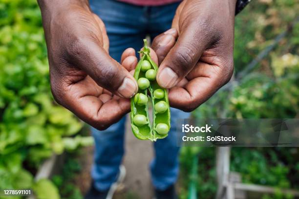 Organic Pea Pod Stock Photo - Download Image Now - Green Pea, Sustainable Resources, Agriculture