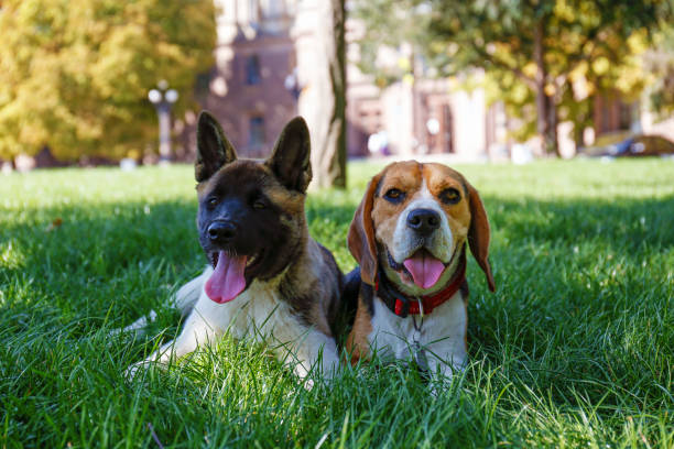 A dog in the park