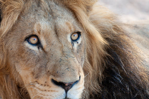 istock Male Lion in Africa 1278591320