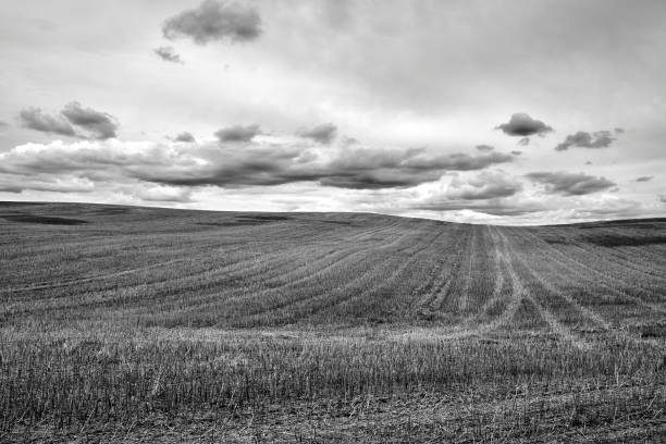 istock rural landscape with arable fields after the harvest 1278591972