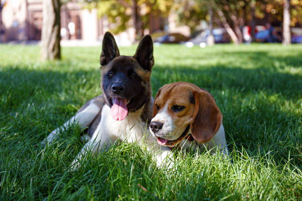 istock A dog in the park 1278592516