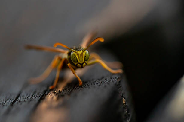 Asian Hornet in a garden in Paris