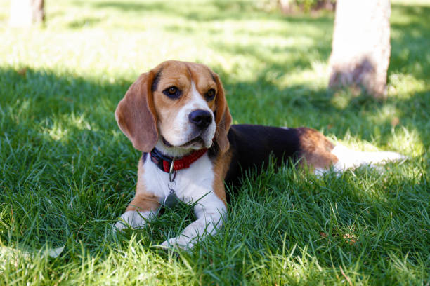 istock A dog in the park 1278592536
