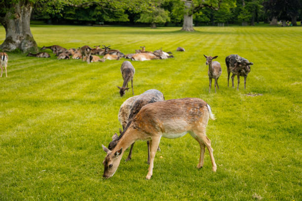 istock A group of deers resting 1278592622