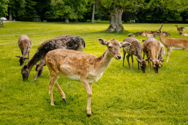 istock A group of deers resting 1278592668