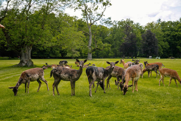istock A group of deers resting 1278592697
