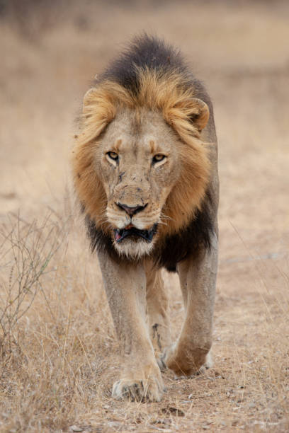 istock Male Lion in Africa 1278593366