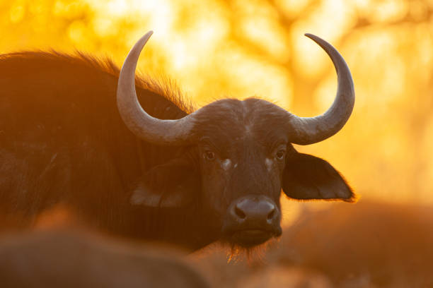istock Cape Buffalo Sunset Portrait 1278593371