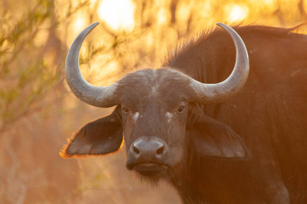 istock Cape Buffalo Sunset Portrait 1278593578