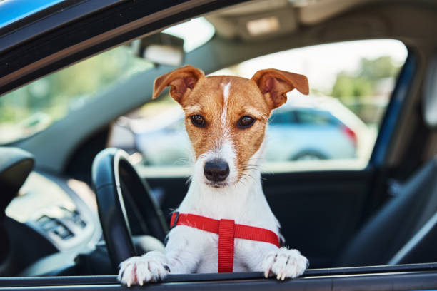istock Dog looking out of car window. 1278593737