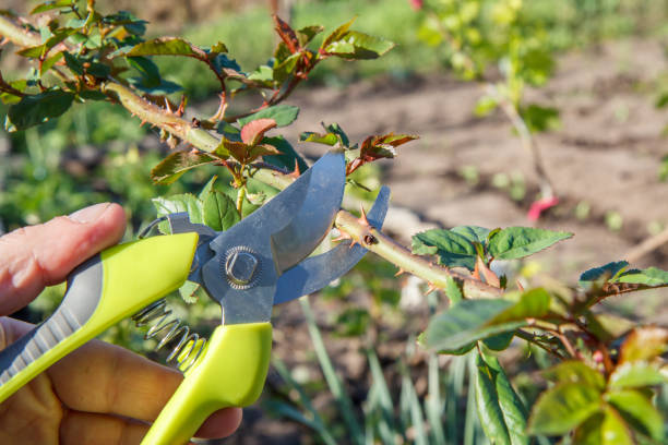 istock Male farmer with pruner shears the rose bush 1278593830