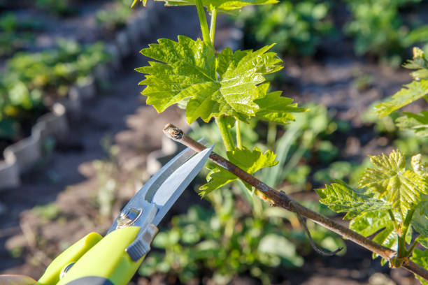 istock Farmer with pruner shears the vine 1278593933