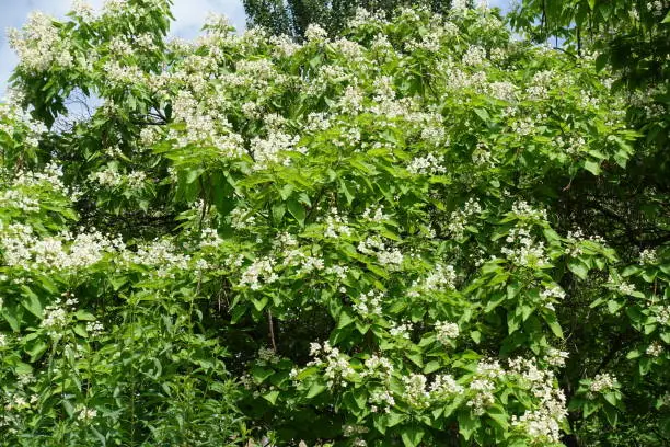 Photo of Plenty of white flowers in the leafage of catalpa tree in June