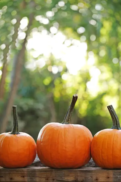 Photo of Autumn Pumpkins