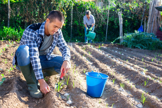 istock Man gardener digging soil in vegetable garden 1278595347