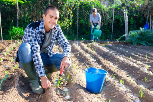 istock Young smiling man working in vegetable garden 1278595352
