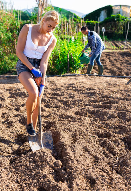 istock Young woman farmer caring for sprouts on plantation 1278595363