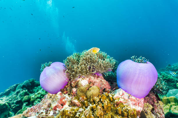 Several purple Magnificent Sea Anemone’s (Heteractis magnifica) containing Skunk Anemone fish (Amphiprion akallopisos).  Location Koh Haa, Andaman sea, Krabi province, Thailand.