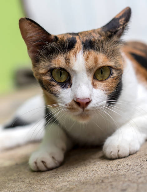 istock Close-up of a cat with yellow eyes. 1278595817