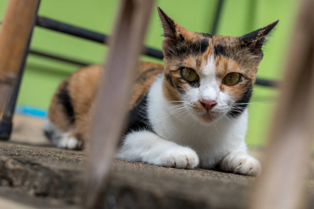 istock Close-up of a yellow cat lying in hiding. 1278595952