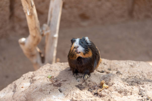 istock Portrait of a cute Guinea pig 1278597036