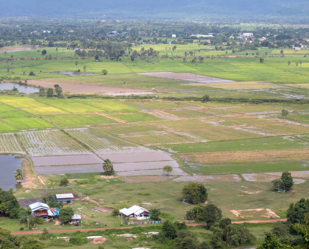 istock Rice Fields with Rural Homes in Thailand. 1278597055