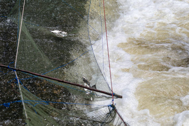 istock Freshwater fish in the net on the weir. 1278597249