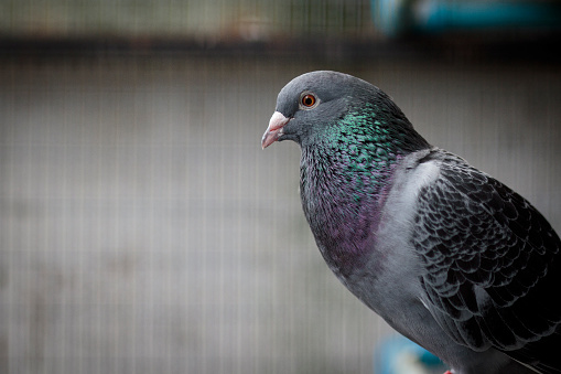 portrait of homing pigeon in home loft