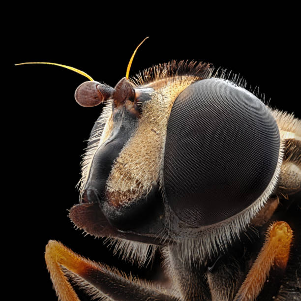 bee unter mikroskop makroportrait, isoliert auf schwarzem hintergrund - fly insect animal eye macro stock-fotos und bilder