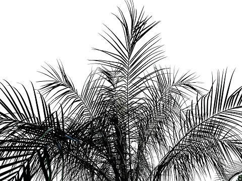 Low angle view of palm tree leaves on white background, silhouette of palm tree leaves.