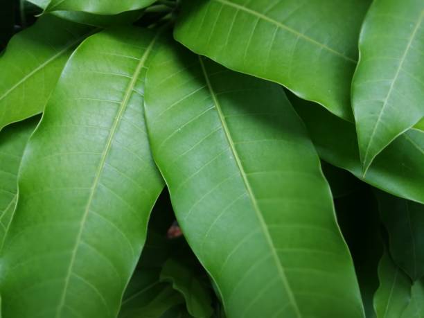 istock Close-up of mango tree leaves 1278598906
