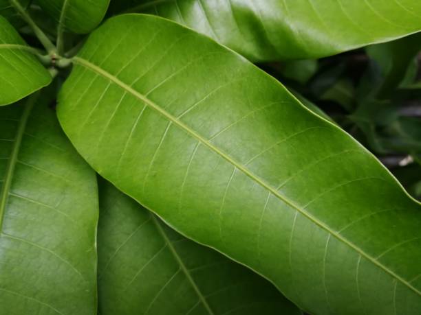istock Close-up of mango tree leaves 1278598937