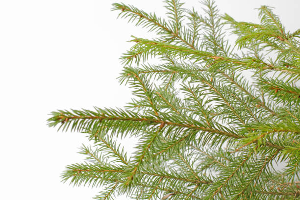 istock Christmas tree branches on a white background, natural color, place for text, blank for the designer. 1278599912