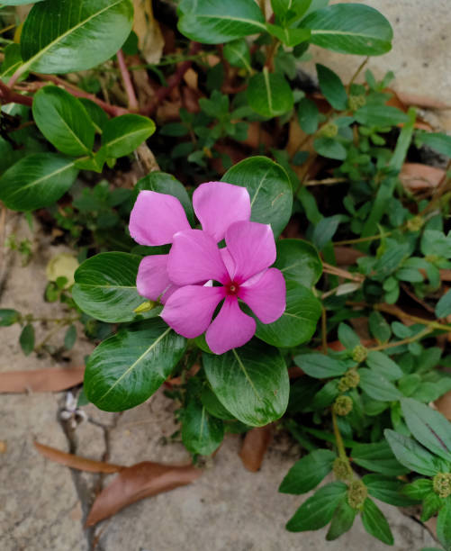Pink Catharanthus roseus L. G.Don flowers. Top view  of pink flora Pink Catharanthus roseus L. G.Don flowers. Top view  of pink flora catharanthus roseus stock pictures, royalty-free photos & images