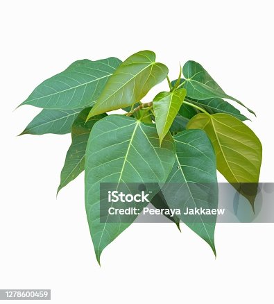 istock Green heart shape of Sacred Fig leaves isolated on white background. The tree that related to Buddha. Other name as Pipal Tree, Bohhi Tree, Bo Tree and Peepul. 1278600459