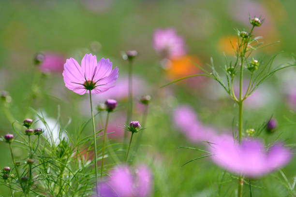 istock Cosmos flower in the autumn 1278600620
