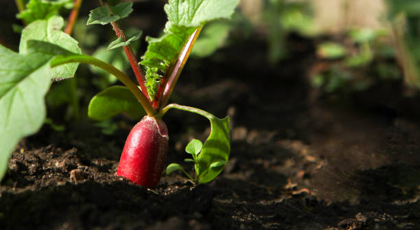 istock Red fresh radish growing from the ground, closeup. 1278600931