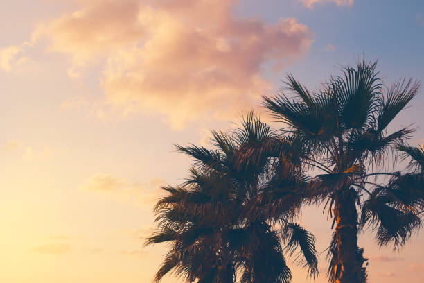 istock Palm tree on the beach against colorful sunset sky with clouds. Beautiful nature background. Summer vacation and travel concept. 1278602617