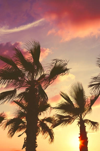 istock Palm tree on the beach against colorful sunset sky with clouds. Beautiful nature background. Summer vacation and travel concept. 1278602628