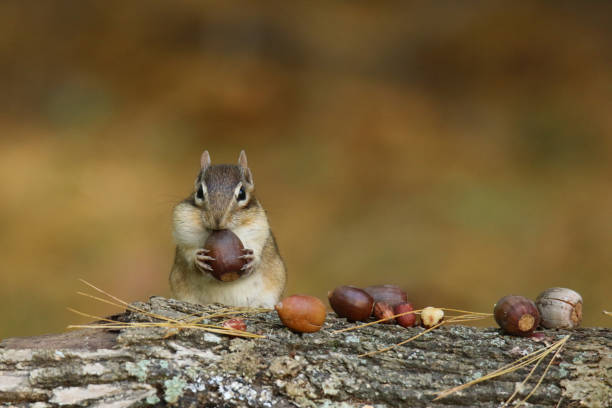 istock Cute little eastern chipmunk in Fall finding acorns to store away for winter 1278603632