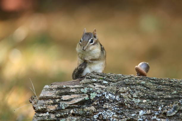 istock Cute little eastern chipmunk in Fall sitting on a log grooming his tail 1278603636