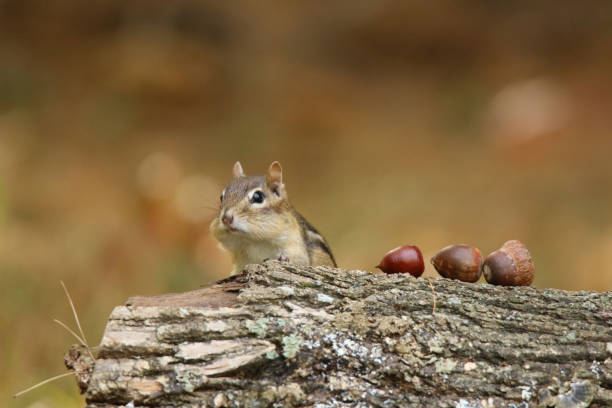 istock Cute little eastern chipmunk in Fall finding acorns to store away for winter 1278603642